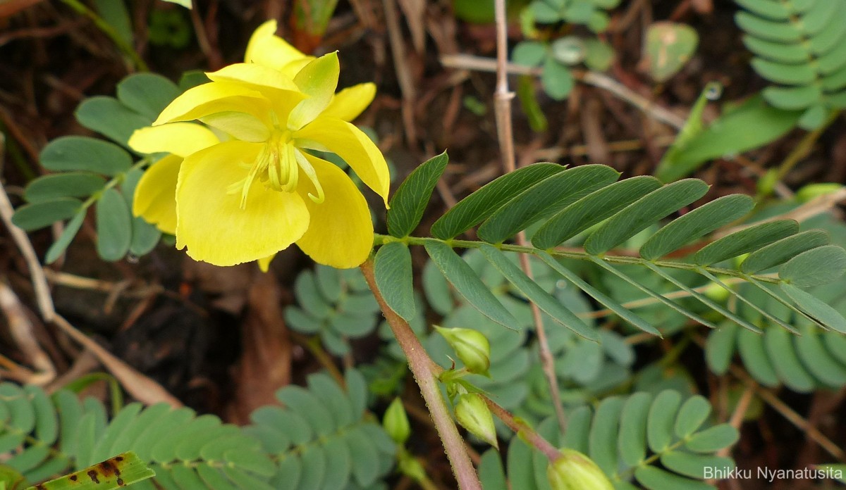 Chamaecrista kleinii (Wight & Arn.) V.Singh